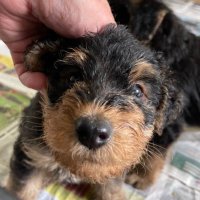 Mr Tayto Barks (@taytobarks) 's Twitter Profile