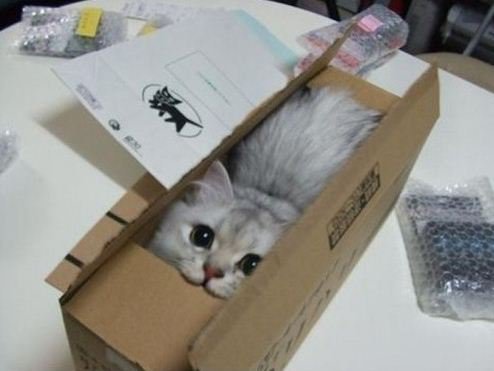 고양이상자/CatNBoxさんのプロフィール画像