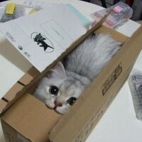 고양이상자/CatNBox (@catnblackbox) 's Twitter Profile Photo 고양이상자/CatNBox (@catnblackbox) 's Twitter Profile Photo
