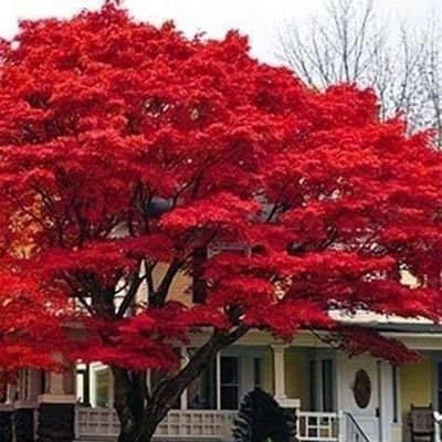 Jinan50115291's profile picture. 100