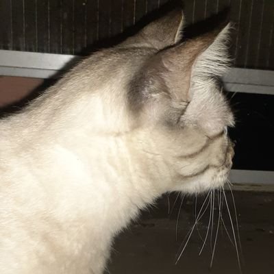 ghostpsyy's profile picture. NAO PRECISA DAR SEGUIR, SO DA RT PFVRR