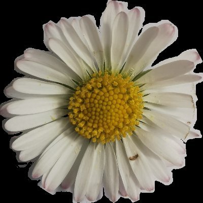 pas_gaming's profile picture. Fan de crypto