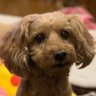 Kako01261's profile picture. ジェジュン大好き💕JAEFANS 🍀大好き過ぎて愛犬トイプードルの名前を❣️じぇじゅ❣️と名付けました😆愛らしいお目々がジェジュンみたい🐶これからもずっとずっと応援します🌈