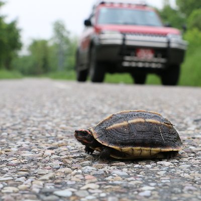 Tweets about Wildlife Friendly Approaches to Infrastructure development, mishaps due to poorly planned Infrastructure around the world