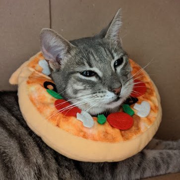 Cleo Pizza Cat