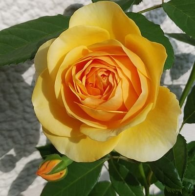 冶葛三葉さんのプロフィール画像