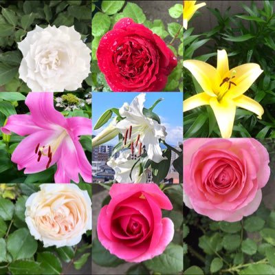 園芸🌹、#百合🌼（#オリエンタルユリ #オリエンタルリリー、品種4種類）&、#薔薇🌹（品種67種類）、家庭菜園🍅、多肉植物🌿観葉植物🌱盆栽🪴カブクワ飼育、昆虫採集、魚釣り🎣アクアリウム🐠キャンプ🏕等が趣味です！旧垢→ @lily_rose0920、 カメラ垢📷📸→@katsumi74968189