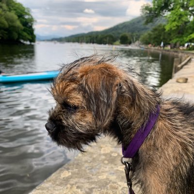 🐶 Nuala the Border Terrier a.k.a The mini beast from the East 💜 Found my furever home in the Lake District ⛰