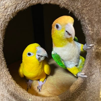 ももちゃん♀ニョオウインコのサンバ♂ルン♀ラン♀ シロハラインコのアンズ ♂ ロロ♀🐥ヒメコンゴウの抹茶♂🍵 コザクラ🍟