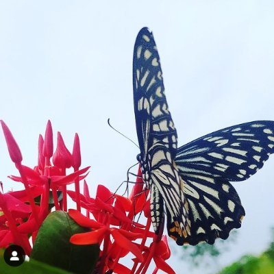 vivekindian7's profile picture. देशभक्ति का जनून है !