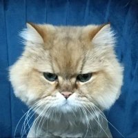 ポポチィ (@k5uf7rjswpwaanj) 's Twitter Profile Photo ポポチィ (@k5uf7rjswpwaanj) 's Twitter Profile Photo