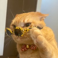 ヒロ(かるかん) (@burstknuckle) 's Twitter Profile Photo