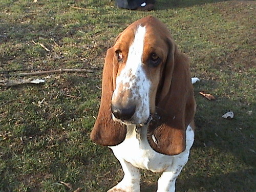 I'm a 6-year-old Basset. I enjoy stealing food and playing. I like to chase birds and rabbits but never catch them.