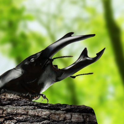 beetlefarm2003's profile picture. 2003年開業・埼玉県蕨市のクワガタ・カブトムシ専門店【ビートルファーム】です✨東北各地のオオクワガタをメインに取り揃えています🙆ツイッターでは主に飼育ビギナーの方への飼育方法のご紹介や、当店最新情報などを発信中🎵YouTube登録者8,600名、※各種お問い合わせはホームページよりお願い致します🙇