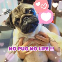 パグのししまる (@nikunikupe1) 's Twitter Profile