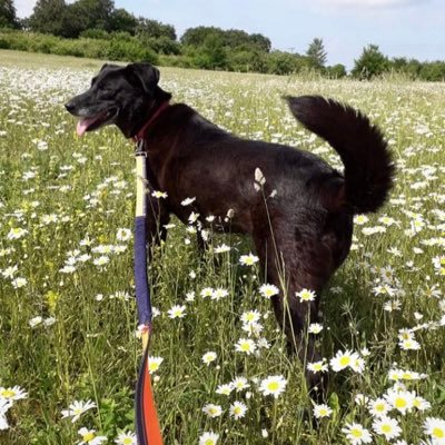 Guider (Otter). Musician. Former police/NHS PR manager, now English teacher, mentor, 2nd in dept & EAL co-ord. Finally finished the MA! Owned by a rescue dog!