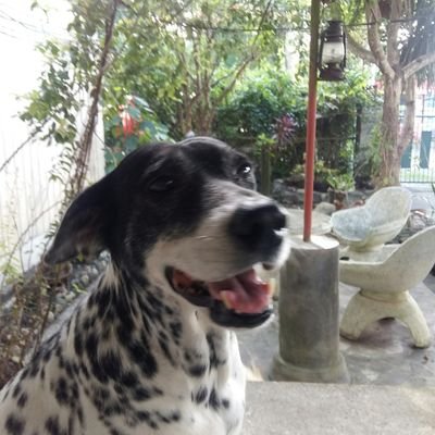 pydat_joules's profile picture. tried to seize the day but the day ceased me