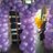 badilla_van's profile image
