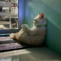 Bentar (@namakuuuuuuuuu) 's Twitter Profile