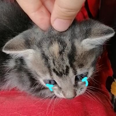 Noさんのプロフィール画像