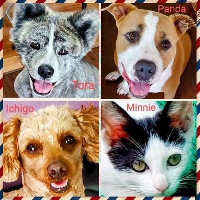 人間より動物の方が好き😁
🐶(Tora🐯→Akita👩6歳)(Panda🐼→A pit bull👩5歳)(Ichigo🍓→Toy poodle👩3歳)🐱(Minnie🐭→野良猫👩6ヶ月)との生活記録他e.t.c...
⭐BLKミュージック全般djしてたり海でジェットスキーしてたりと多趣味です🌟