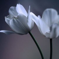 Dr Khalid (@rauf_khalid) 's Twitter Profile