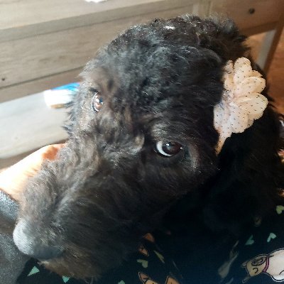 DonaJo13's profile picture. Dog lover who creates special dog ornaments while trying to navigate this life that God gave me. Can be complicated at times, but learning to roll with it.