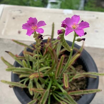 老年生活：养龟种花下棋打牌🤣爬行动物/食虫植物/Tau/电子龙