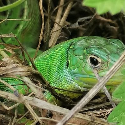 Association pour la protection et le développement de l'environnement.💚

(Biodiversité, Semences libres, Permaculture et Préservation d'écosystèmes.) 🐝🌳💦🌱