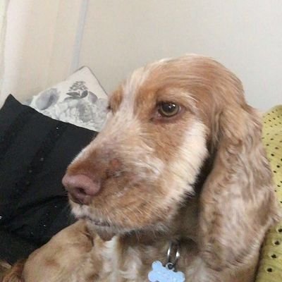They/them, Christian, Lay Reader, I'm crazier than my cocker spaniels.