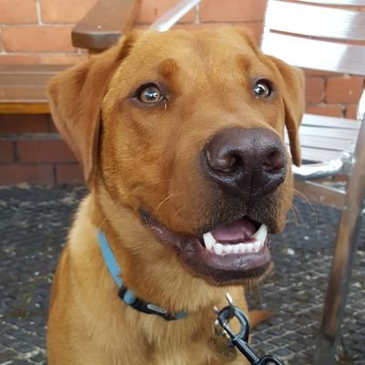 Dane & warrior (aka fox-red labrador) turned Mercian settler now I've met my human family @CEBCoombs @parr84 & found my forever home.