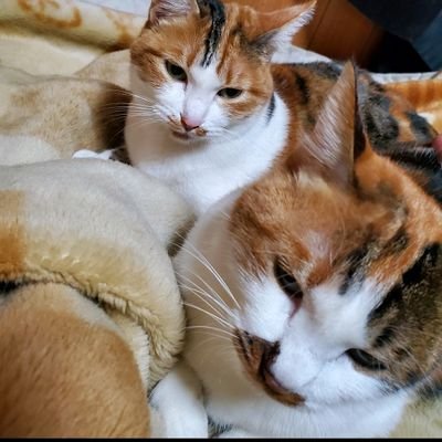 黒猫