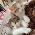 野良猫を作らない会🐱 (@nora_takahashi) Twitter profile photo 野良猫を作らない会🐱 (@nora_takahashi) Twitter profile photo