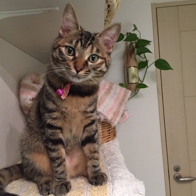 LWdb4YY0bvNdIZl's profile picture. I love cat