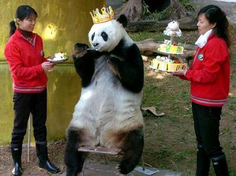 GiantPandaNeil's profile picture. Ravenous consumer of tweets, bamboo