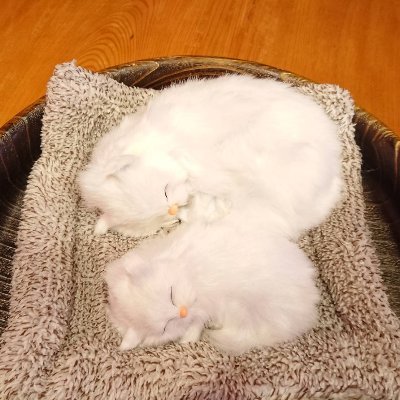 桐里工房 ネコ家具製作木工所 Okawakirikoubou Twitter 桐里工房 ネコ家具製作木工所 Okawakirikoubou Twitter