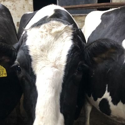 decoakai's profile picture. ウシ漬けの生活　　酪農サポーター　
