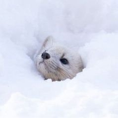 ❄さんのプロフィール画像