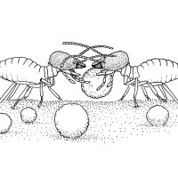 Termite Chiu (@termitechiu) 's Twitter Profile Photo