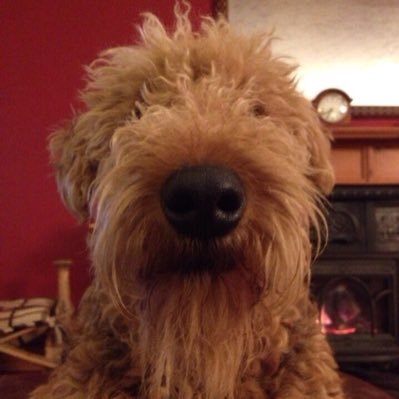 The Official Account of Bradley Wiggins the Airedale: Occasional Charity Worker, Constant Kerfuffle Starter, Happy to be Hairy.