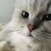 サン@英語の学び直し (@san3_english) Twitter profile photo サン@英語の学び直し (@san3_english) Twitter profile photo