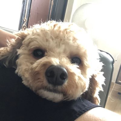 sszzn9_dori's profile picture. 