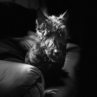 aockerry's profile picture. 