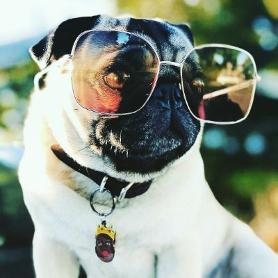 ❤️🐕My #dog💔🐕 does this amazing thing where he just exists and makes my whole life better because of it💔🐕😍.