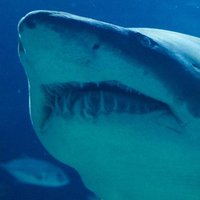 Sharks on the Potomac(@sharksonpotomac) 's Twitter Profileg
