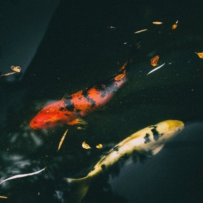 zhegerenbucuo's profile picture. #CRO