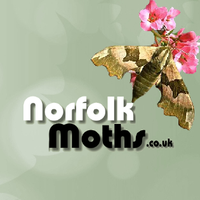 Norfolk Moths (Jim Wheeler CMR)(@norfolkmoths) 's Twitter Profileg