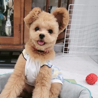ポメプーのサツキ アオイ お帰り トリミング後は 違う犬みたいに見えるから面白い 今回はサッパリカット トリミング前後の写真です ポメプー ミックス犬 トリミング かわいい 犬のいる幸せ 犬のいる暮らし 犬好きさんと繋がりたい ポメプーのサツキ アオイ お帰り トリミング後は 違う犬みたいに見えるから面白い 今回はサッパリカット トリミング前後の写真です ポメプー ミックス犬 トリミング かわいい 犬のいる幸せ 犬のいる暮らし 犬好きさんと繋がりたい
