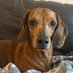 Sausage Mom (@jolouisejordan) Twitter profile photo