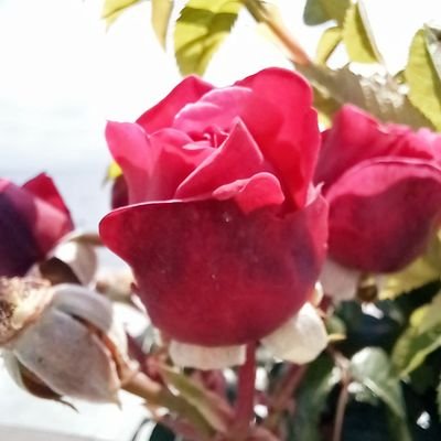 kolayolmadiki's profile picture. 